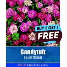 Candytuft fairy mixed for sale  MANSFIELD