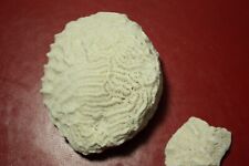 Vintage brain coral for sale  UK