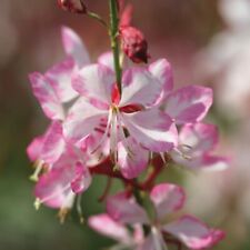 Gaura plug plants for sale  LONDON