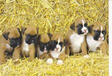 Boxer welpen postkarte gebraucht kaufen  Parkstein