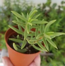 Miniature pine tree for sale  Palm Bay