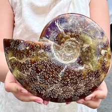 Caracola pulidora natural rara y rara de 3,61 lb muestra mineral fósil segunda mano  Embacar hacia Mexico