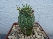 Euphorbia stellaespina shown for sale  PLYMOUTH