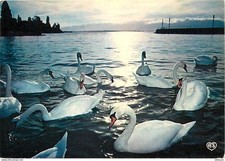 Animaux oiseaux cygnes d'occasion  Fruges