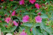 150 graines fleurs d'occasion  Andrézieux-Bouthéon