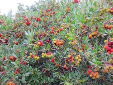 Samen vom erdbeerbaum gebraucht kaufen  Calw