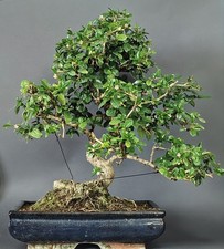 Carmona bonsai tropicale usato  Cison di Valmarino