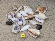Shells hermit crabs for sale  REDRUTH