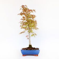 Kentis bonsai acero usato  Agliana
