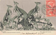 Kaenguru kangaroo kangourou gebraucht kaufen  Deutschland