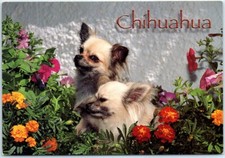 Postcard dogs flowers d'occasion  Expédié en Belgium