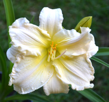 Daylily hemerocallis schnickel for sale  COLEFORD