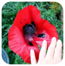 Papaver orientale beauty for sale  LINCOLN