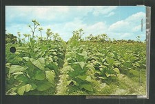 Vintage tobacco land for sale  Brooklyn