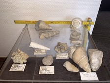 Fossile schnecken verschiedene gebraucht kaufen  Leverkusen