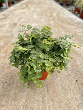 Ficus repens pianta usato  Terlizzi