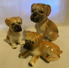 Set boxer dog for sale  CAMBERLEY