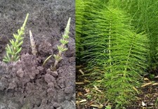 Mares tail weed for sale  WIGAN