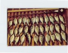 Postcard day catch for sale  Stevens Point