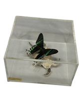 Butterfly shadow box for sale  Waterford