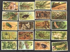 Insects rare veen for sale  BRIDPORT