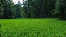 Lbs alfalfa ladino for sale  Sikeston