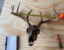 european skull mount for sale  Fort Worth