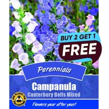 Campanula canterbury bells for sale  MANSFIELD