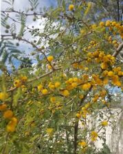 Mesquite tree sweet for sale  Tempe