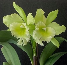 Blc. sung green for sale  Ladson