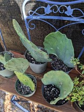 Opuntia gomei old for sale  Punta Gorda