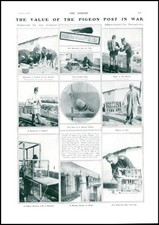 1908 birds pigeon for sale  ASHFORD