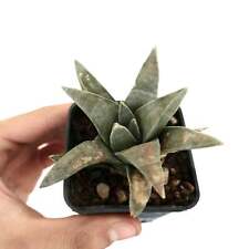 Ariocarpus retusus forma usato  Napoli