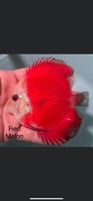 Red melon discus for sale  San Jose