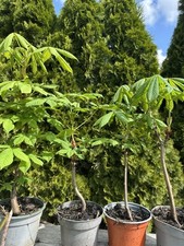 3xkastanienbaum kastanien baum gebraucht kaufen  Bad Buchau