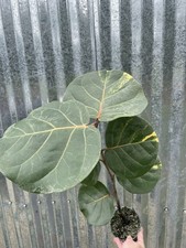 Rare variegated coccoloba for sale  Homestead