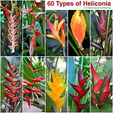 Usado, 60 tipos de rizoma vivo Heliconia | Raíces de plantas tropicales exóticas - Envío gratuito segunda mano  Embacar hacia Argentina