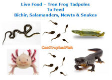 Live frog tadpoles for sale  Hialeah