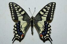 Papilio machaon male usato  Siracusa