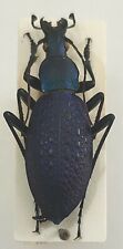 Carabus coptolabrus smaragdinu d'occasion  Paris XI