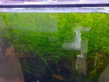 10g guppy grass for sale  WARRINGTON