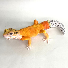 gecko d'occasion gecko d'occasion Expédié en Belgium
