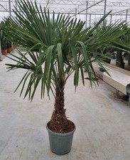 Xxl hanfpalme 160 gebraucht kaufen  Asperg