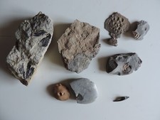 Miscellaneous fossils includin for sale  HASTINGS
