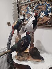 Choice exotic pheasant for sale  KINGSWINFORD