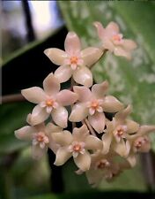 Hoya latifolia ssp. for sale  CLACTON-ON-SEA