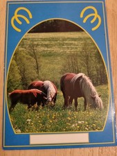 Pferdepostkarte haflinger pfer gebraucht kaufen  Langenzenn