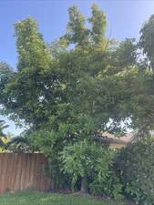 Brogden avocado seeds for sale  Naples