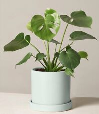 Monstera deliciosa jungpflanze gebraucht kaufen  Nordwalde