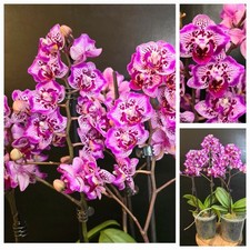 Rare phalaenopsis orchid for sale  NOTTINGHAM